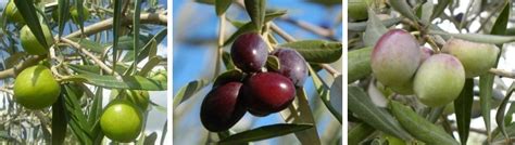 Nocellara, Frantoio, Taggiasca and the other Italian olive varieties